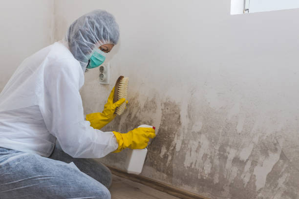 Best Industrial Mold Remediation in Alta Sierra, CA