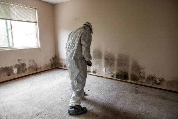 Best Attic Mold Remediation in Alta Sierra, CA