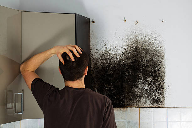 Best Basement Mold Remediation in Alta Sierra, CA