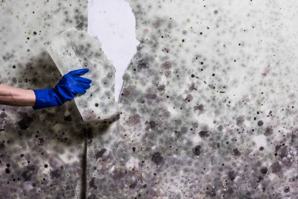 Best White Mold Remediation in Alta Sierra, CA